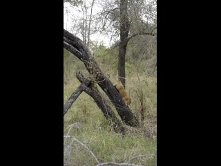 savannah thunderstorm learns to climb down tall trees