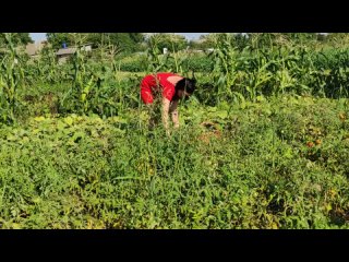the wife in a short red dress is picking juicy red tomatoes. part 1 f271