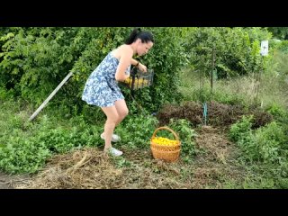 wife in a light blue sundress picking cherry plums for compote f308