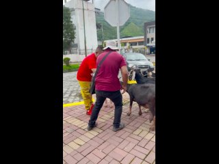 (29123) when they give you goat milk to drink - youtube